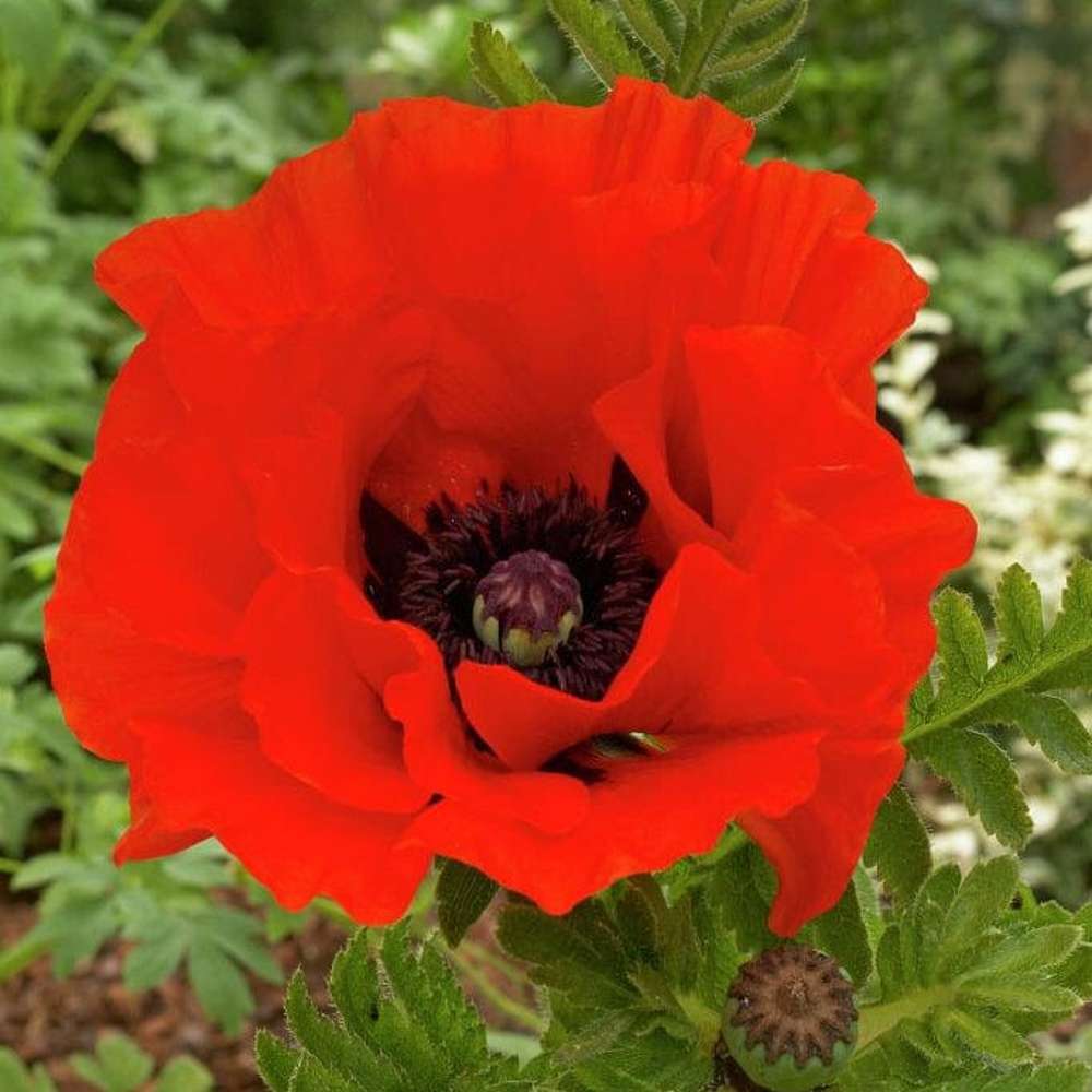 Orientalsk Valmue ´Eyecatcher'